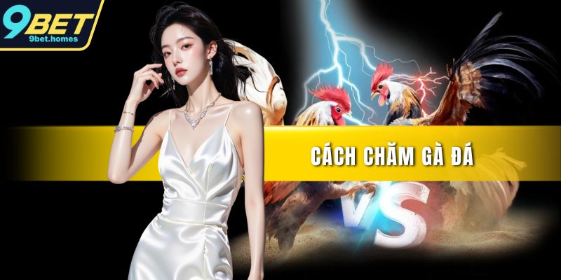 Cách chăm gà đá