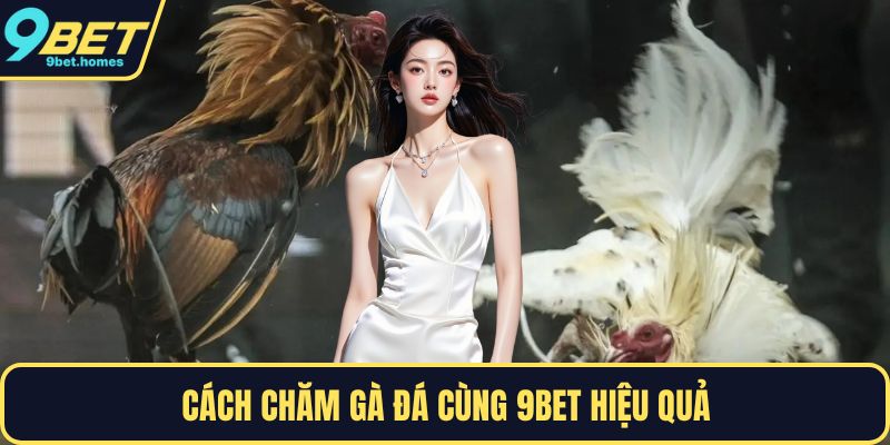 Cách chăm gà đá cùng 9BET hiệu quả 