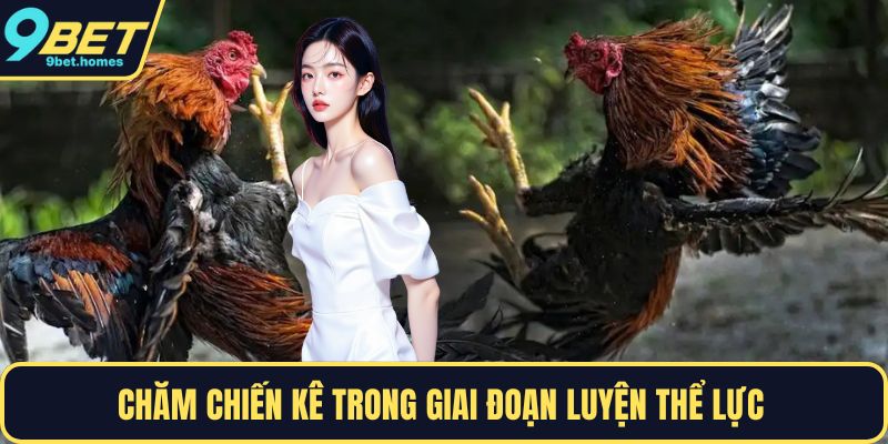 Chăm chiến kê trong giai đoạn luyện thể lực 