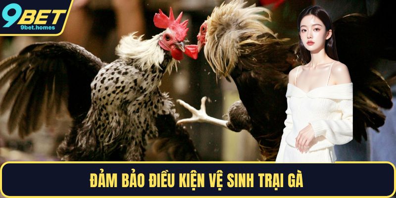 Đảm bảo điều kiện vệ sinh trại gà 