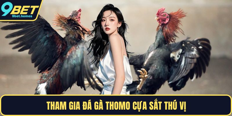 Tham gia đá gà Thomo cựa sắt thú vị